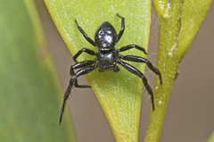 Xysticus bimaculatus