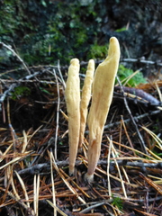 Clavariadelphus sachalinensis