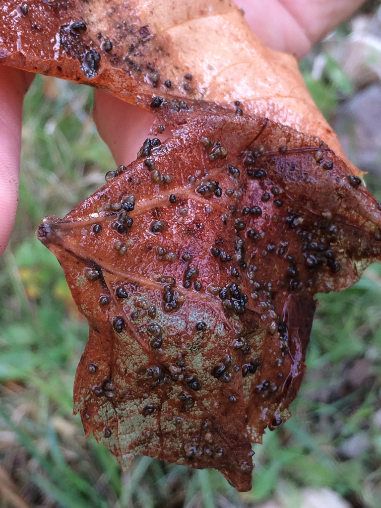 Kingman Springsnail