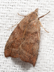 Tortricopsis euryphanella