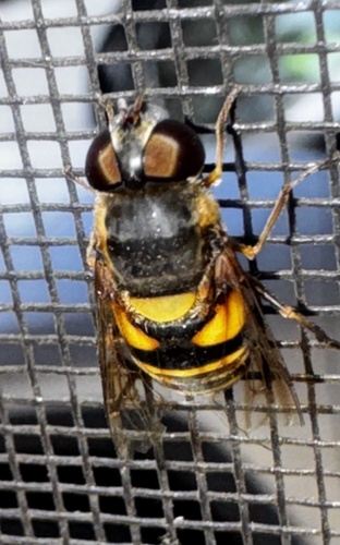 Unknown species found near Reamer Rd, Clendenin, WV, US
