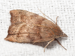 Tortricopsis euryphanella