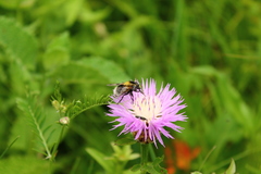 Psephellus daghestanicus