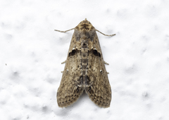 Stictopterinae