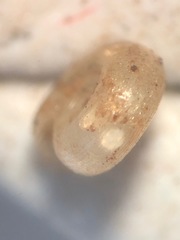 Helicodiscus notius
