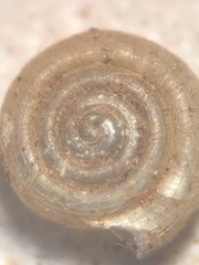 Helicodiscus notius