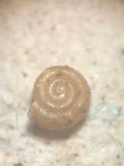 Helicodiscus notius