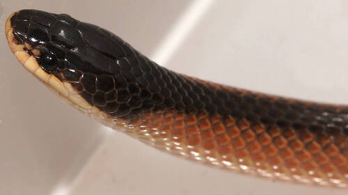 Black-naped Hooded Snake sighting