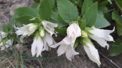Campanula pendula