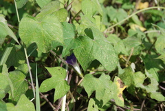 Image of Ipomoea nil