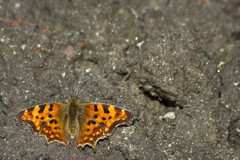 Polygonia c-album