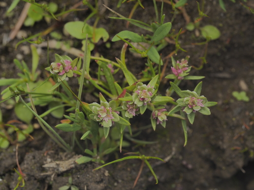 Milkwort Knotweed (Polygonum polygaloides)