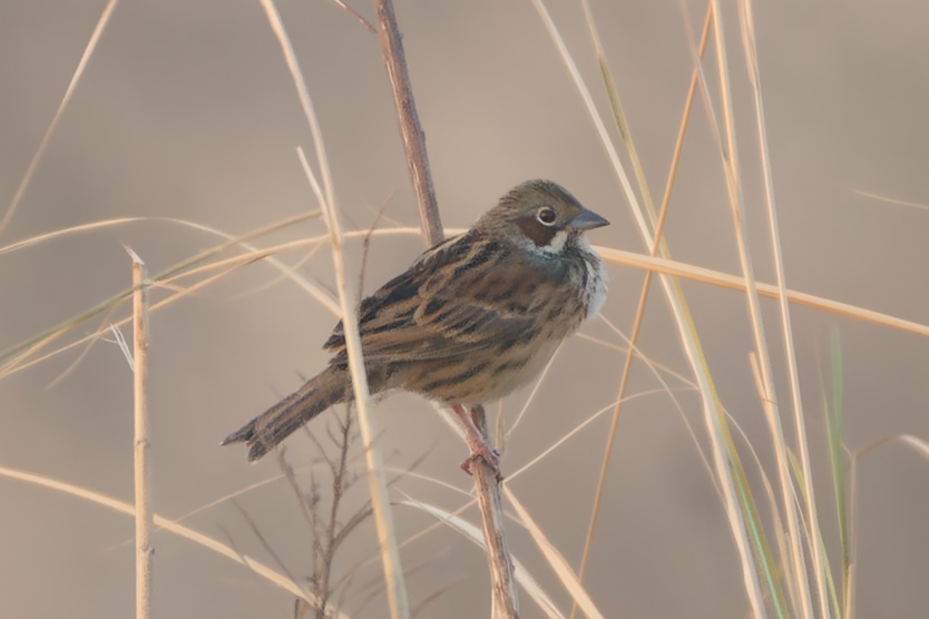 Chestnut-eared Bunting