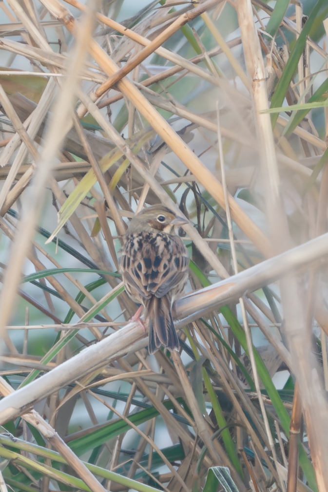 Chestnut-eared Bunting