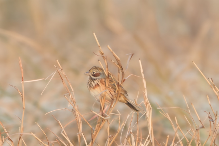 Chestnut-eared Bunting