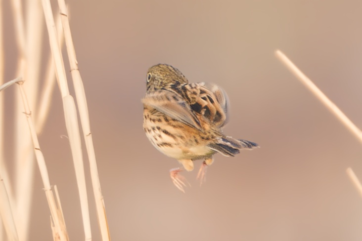 Chestnut-eared Bunting