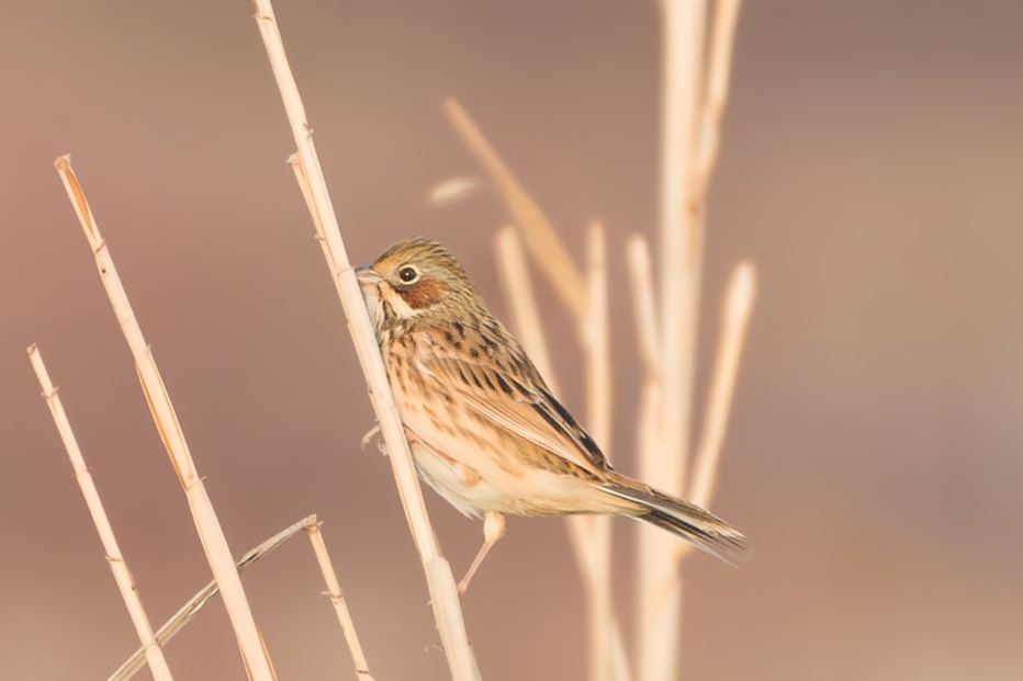 Chestnut-eared Bunting