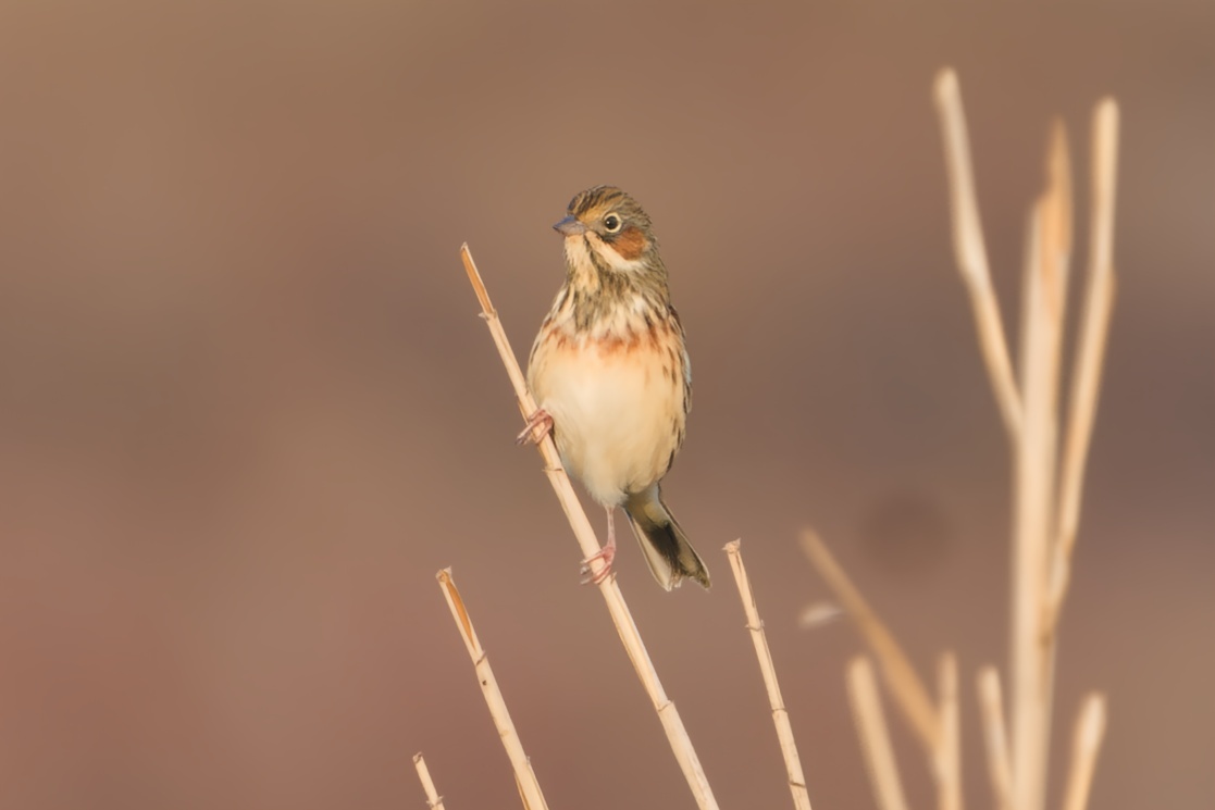 Chestnut-eared Bunting