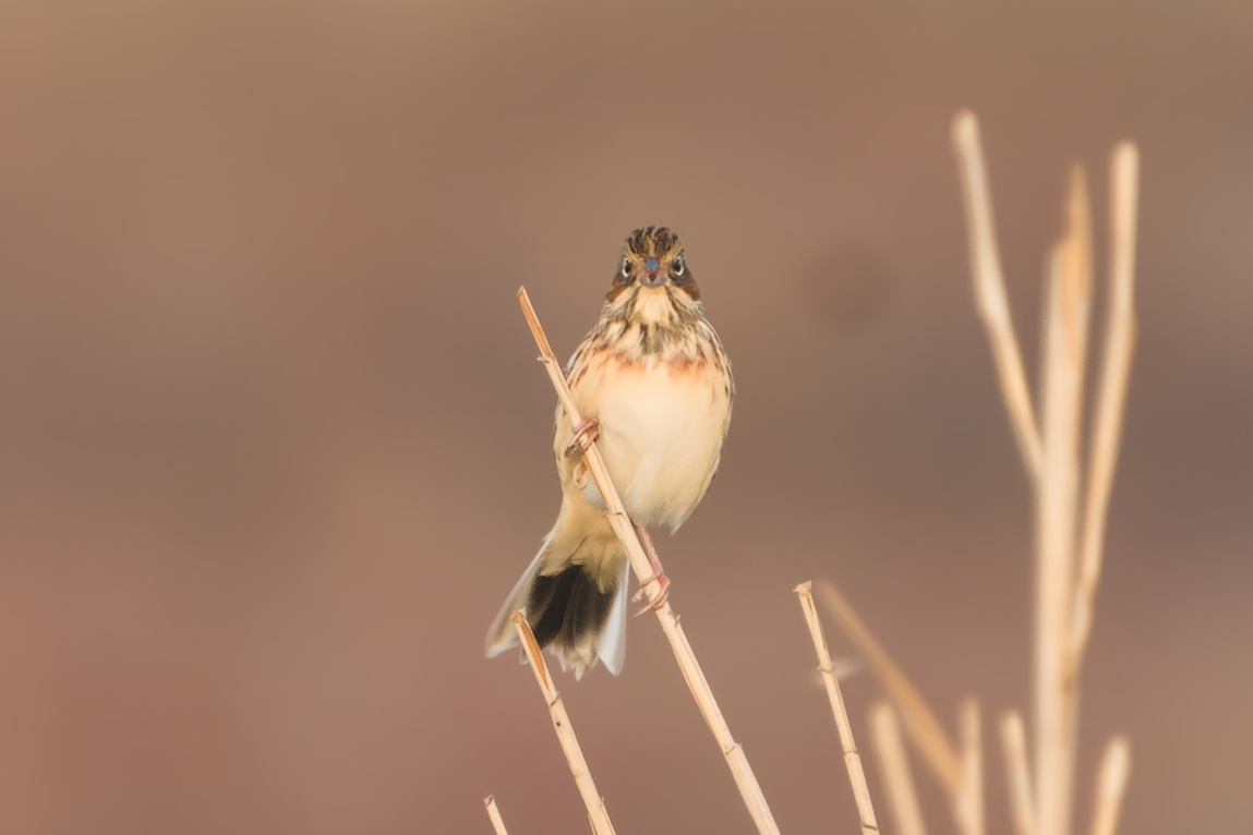Chestnut-eared Bunting