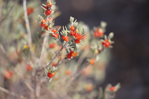 ruby saltbush