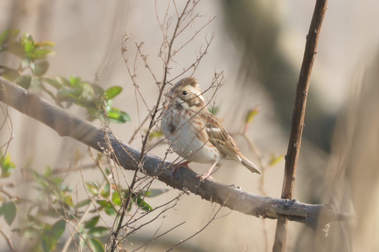 Rustic Bunting