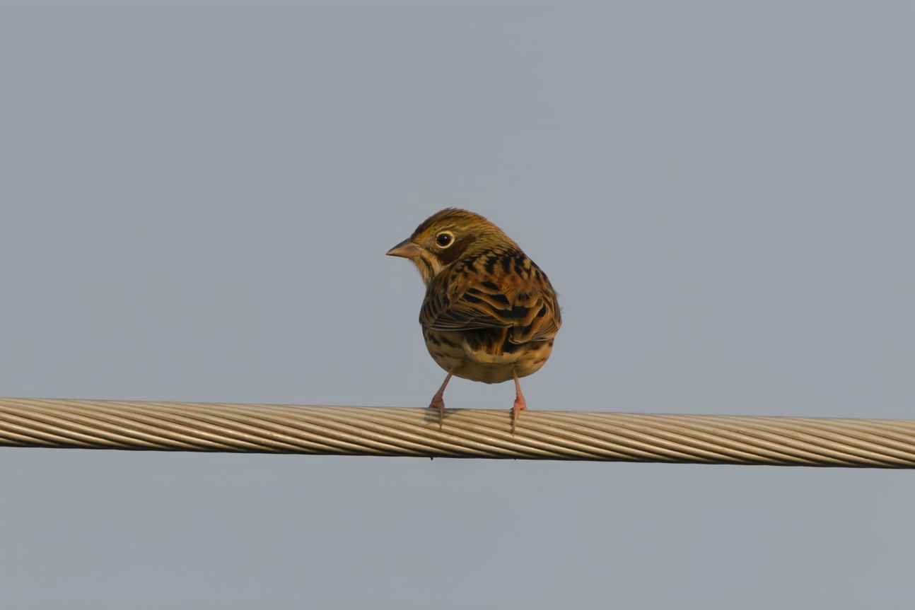 Chestnut-eared Bunting