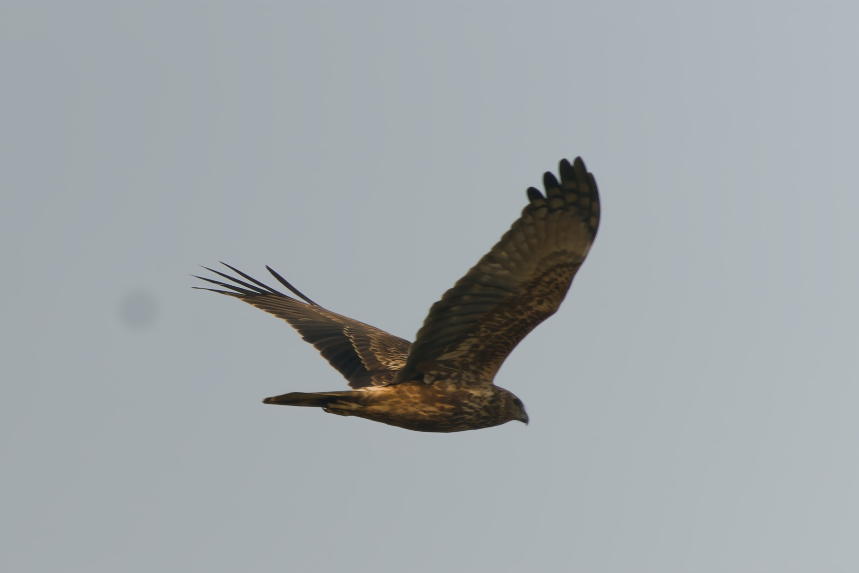 Eastern Marsh Harrier