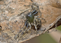 Xysticus bimaculatus