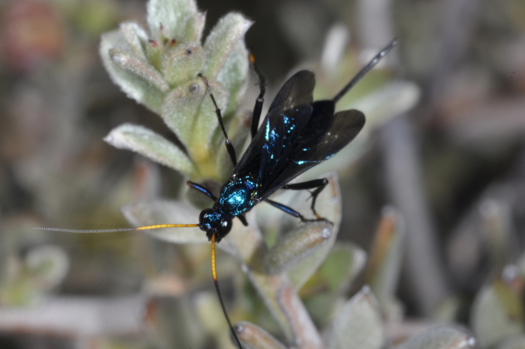 Trachysphyrus irinus