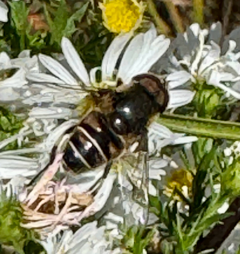 Unknown species found near Westport, MA, US