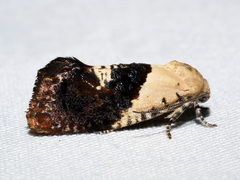 Hypertropha chlaenota