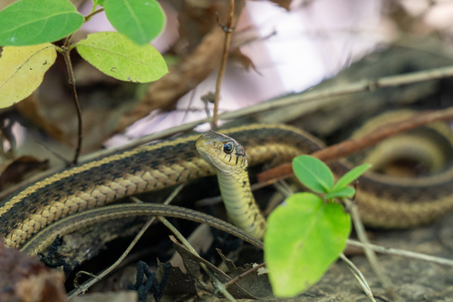 Garter Snake