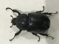 Xylotrupes gideon gideon