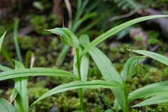 Pterostylis auriculata