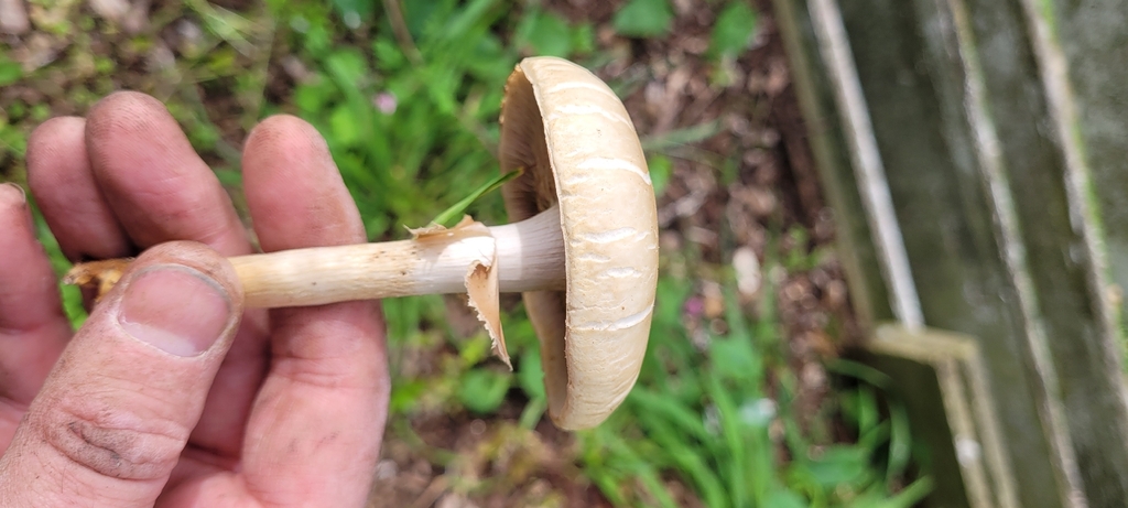 Agrocybe praecox · October 2025 · photo: © eyrezer (iNaturalist, cc-by)