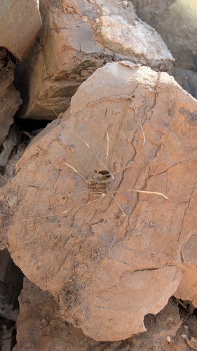 Trachyrhinus marmoratus