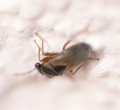 Geocoris megacephalus