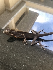 Bronchocela jubata