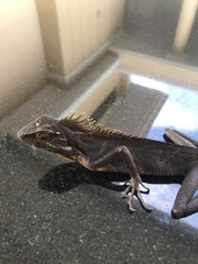 Bronchocela jubata