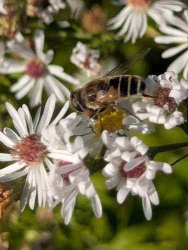 Unknown species found near Downtown, Lowell, MA, USA