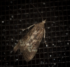 Heteromicta tripartitella