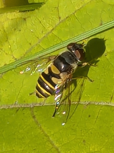Unknown species found near Downtown, Lowell, MA, USA