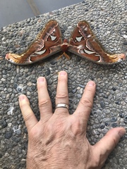 Attacus atlas