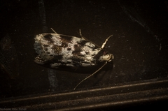 Barea eucapnodes