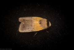 Athetis thoracica