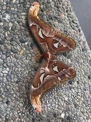 Attacus atlas