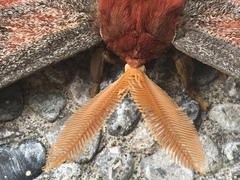 Attacus atlas
