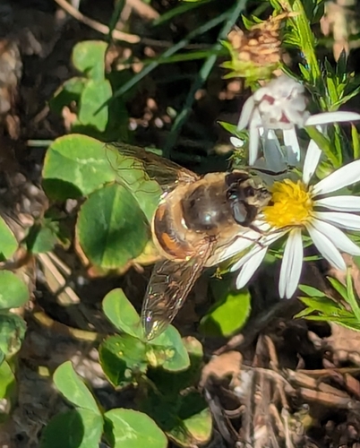 Unknown species found near Downtown, Lowell, MA, USA
