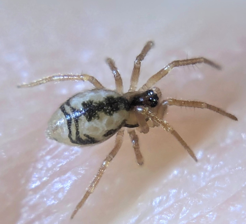 Minicia elegans