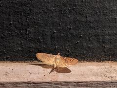 Cotachena pubescens